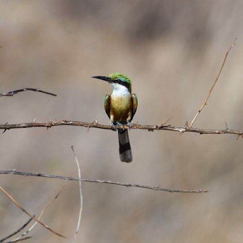 Samburu birding tour