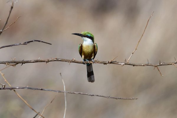 Samburu birding tour