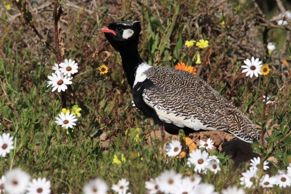 South Africa birding tours