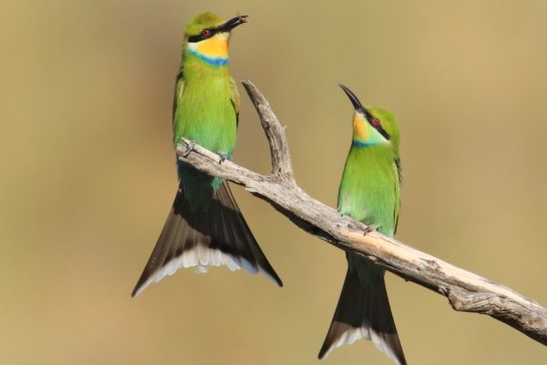 South Africa birding tours
