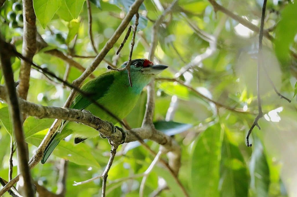 Thailand Birding Tours