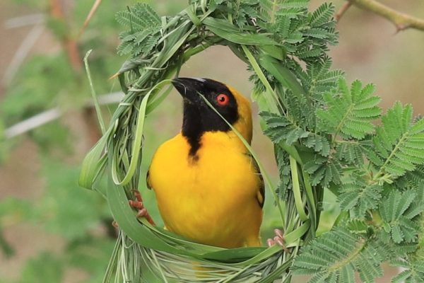 South Africa birding tours