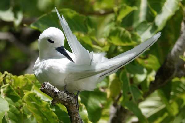 Seychelles birding tours