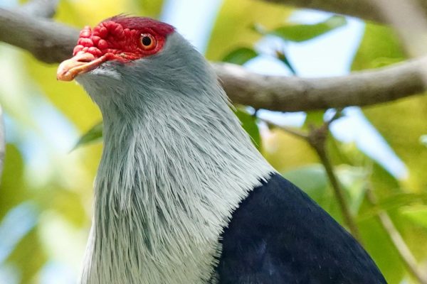 Seychelles birding tours