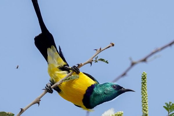 Ethiopia birding tours