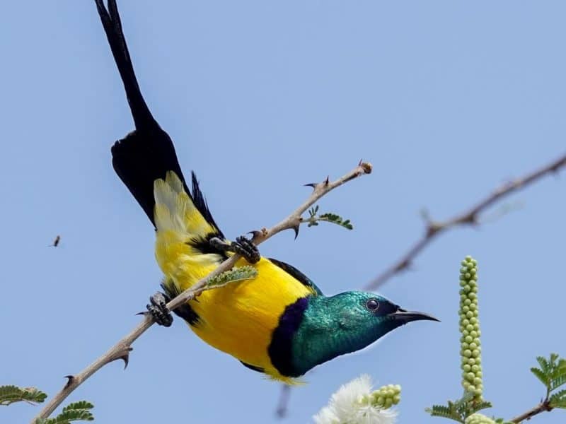 Ethiopia birding tours
