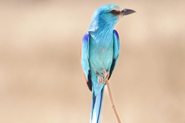 Ethiopia birding tours