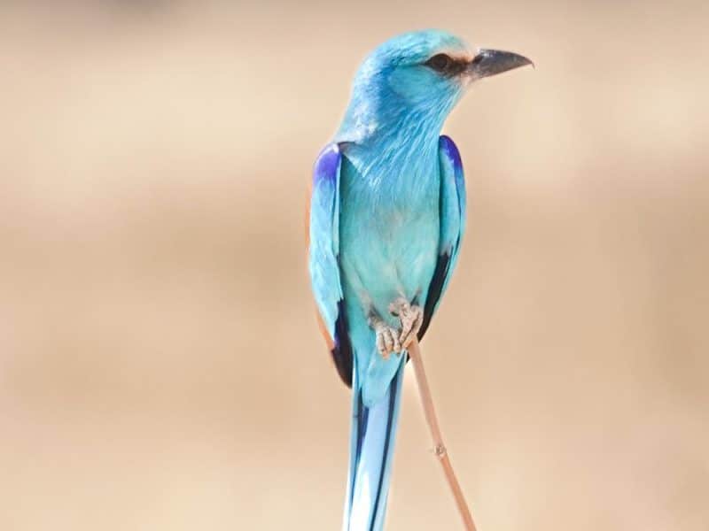 Ethiopia birding tours