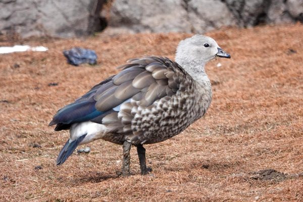 Ethiopia birding tours