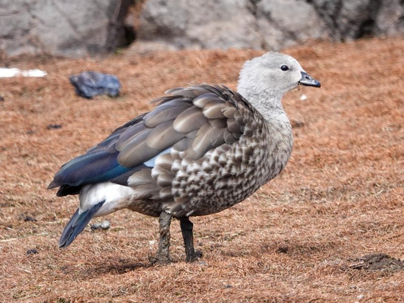 Ethiopia birding tours