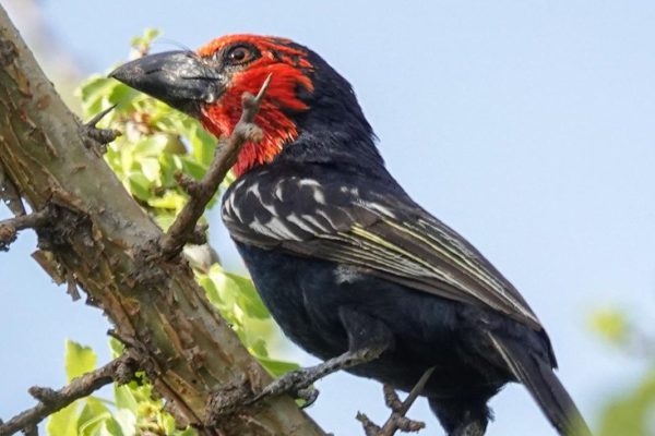 Ethiopia birding tours