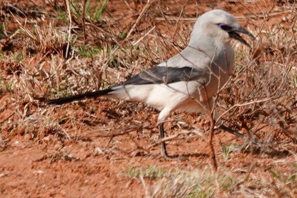 Ethiopia birding tours