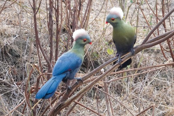 Ethiopia birding tours