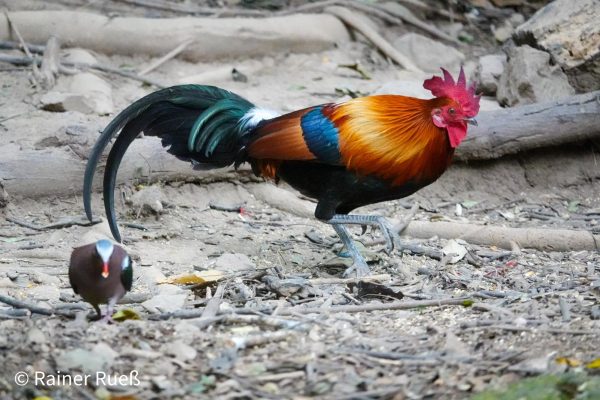 Thailand birding tours
