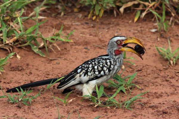 Zimbabwe birding tours