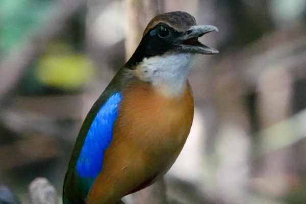 Thailand birding tours