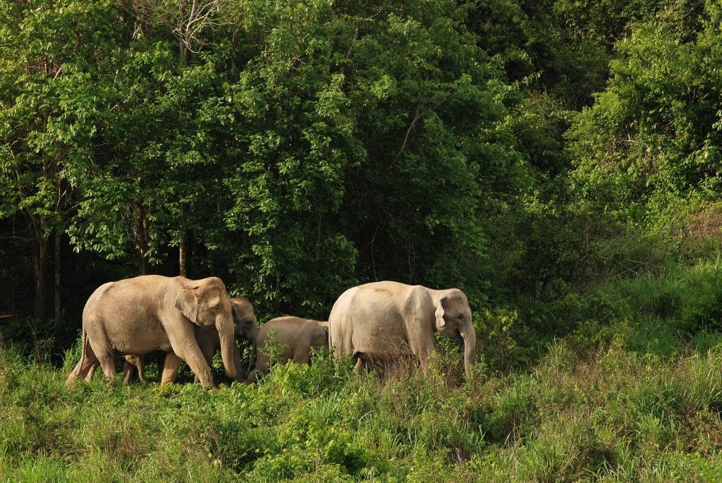 Thailand Birding Trips
