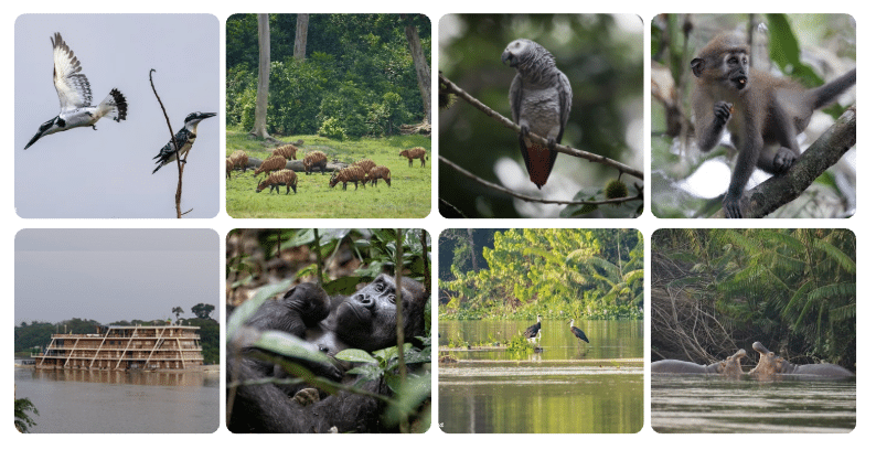 Congo birding tours