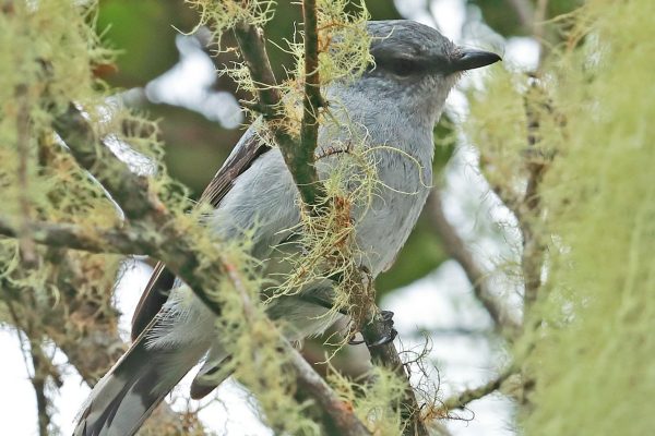 Mauritius and Reunion birding tours
