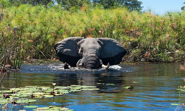 Botswana birding tours