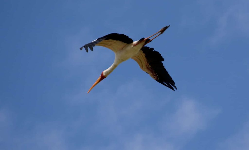 Lake Naivasha birding tour