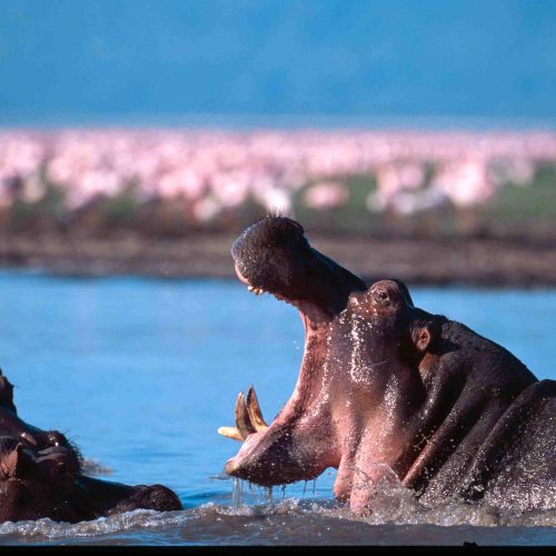 Tanzania birdwatching and safari