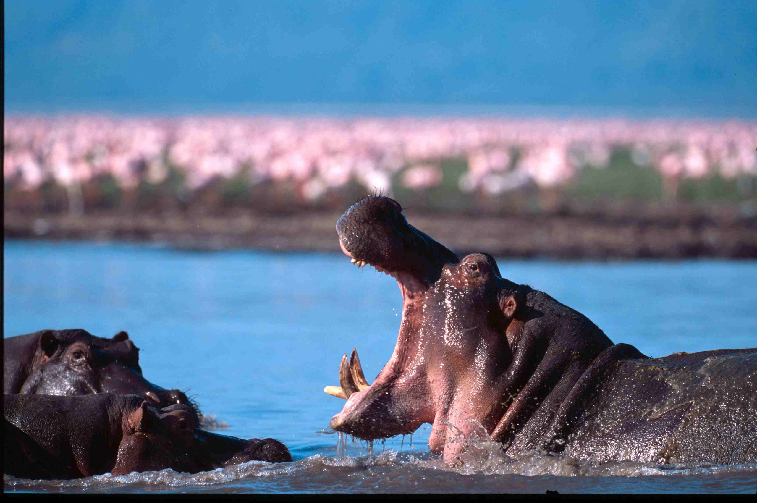 Tanzania birdwatching and safari