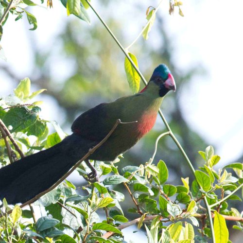 Endemics birding tours Uganda