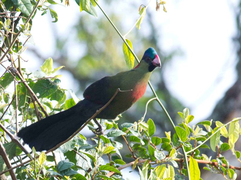 Endemics birding tours Uganda