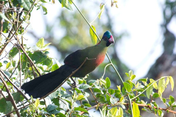 Endemics birding tours Uganda