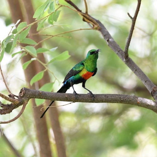 Best kenya birding tour