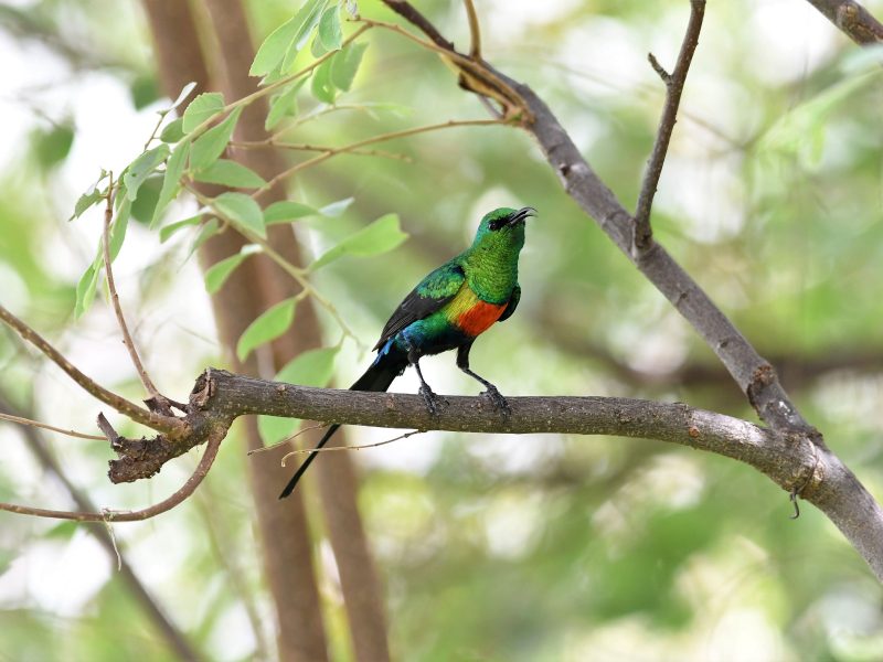 Best kenya birding tour