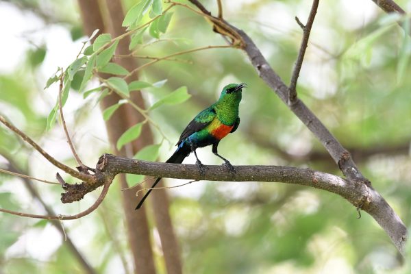 Best kenya birding tour