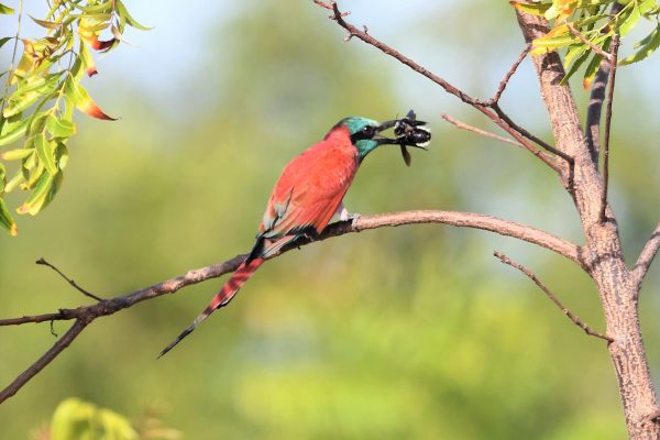 Best kenya birding tour