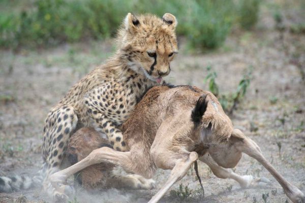 Tanzania birding and safari