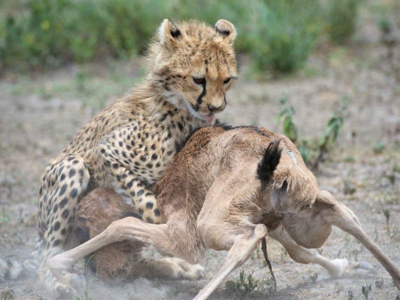 Tanzania birding and safari