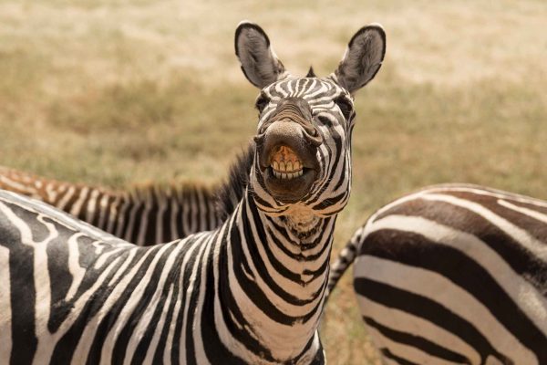 Tanzania birding and safari