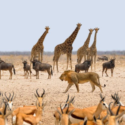 Namibia birds and wildlife safari