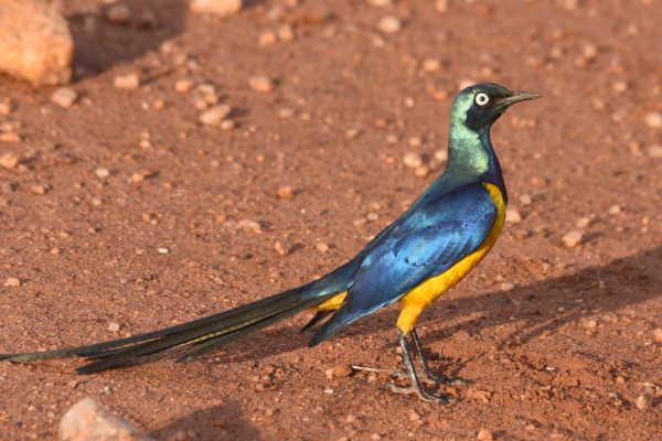 Tanzania birding and safari