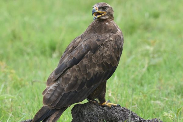 Tanzania birding and safari