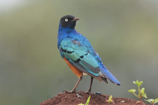 Tanzania birding and safari