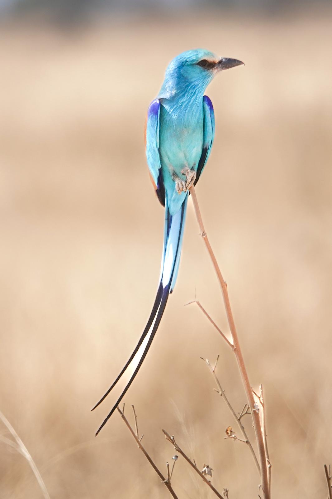Ethiopia birdwatching safari best