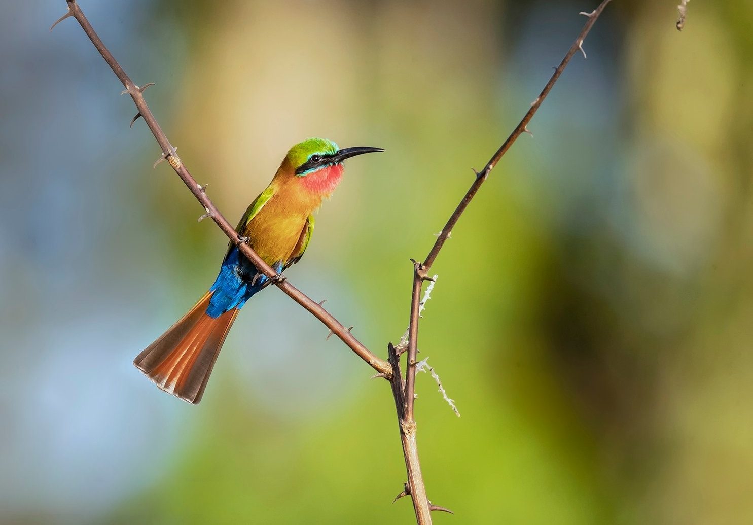 Gambia birding tours