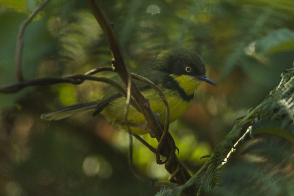Malawi birding tours