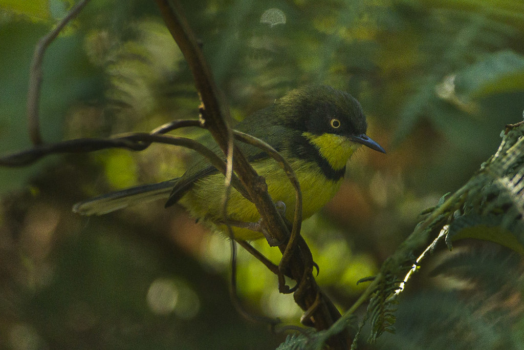 Malawi birding tours