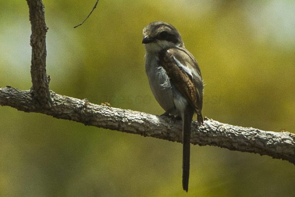 Malawi birding tours