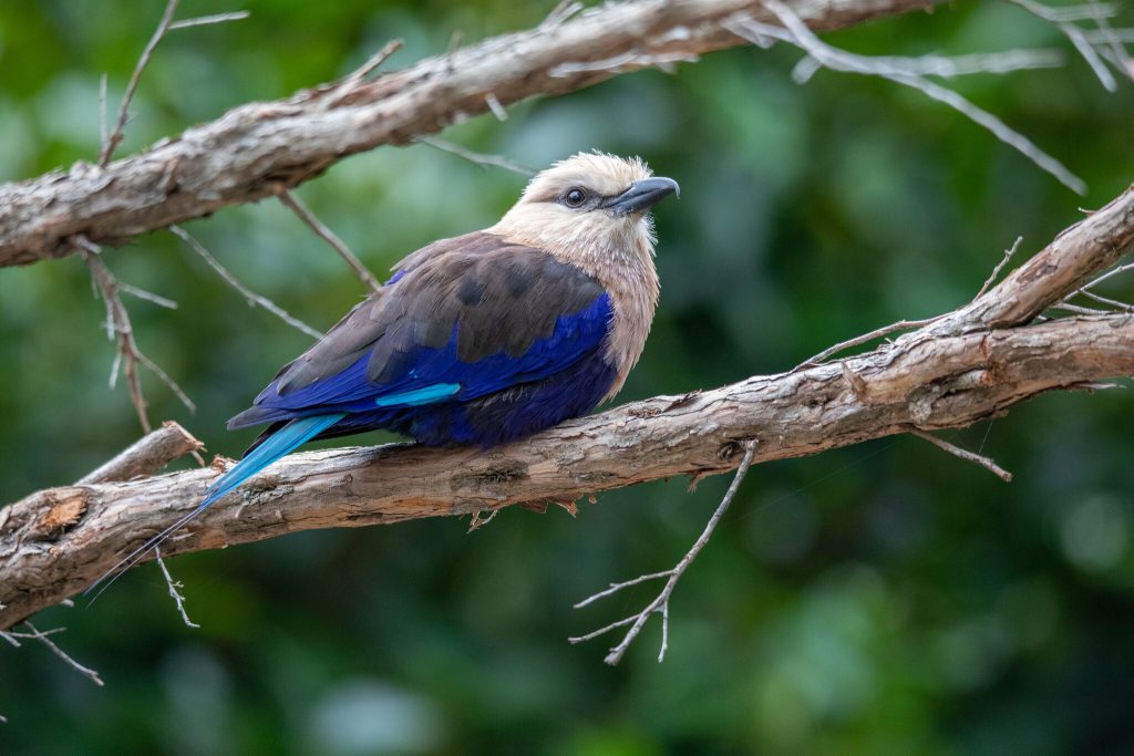 Gambia birding tours