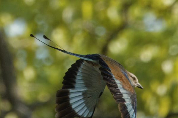 Malawi birding tours