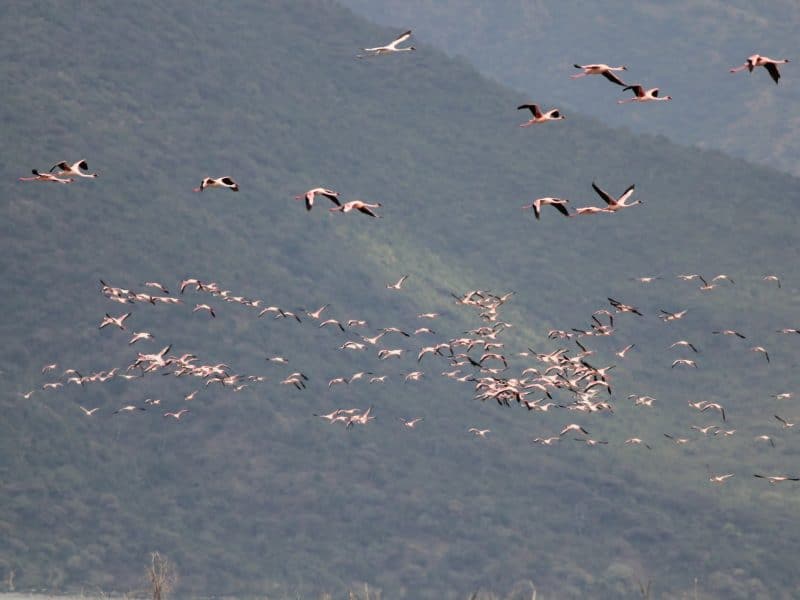 flamingo tour kenya