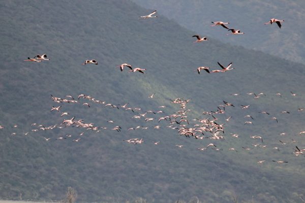 flamingo tour kenya